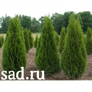Туя западная Смарагд  С2 1шт/Thuja occidentalis Smaragd