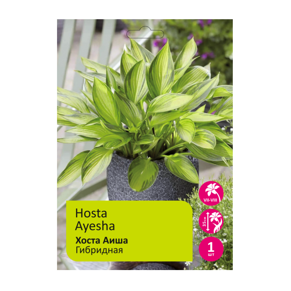 Хоста Аиша 1шт /Hosta Ayesha