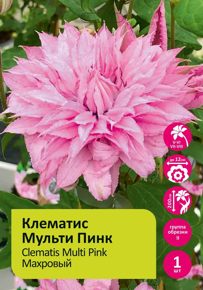 Клематис Мульти Пинк  1шт  гр.обрезки 2