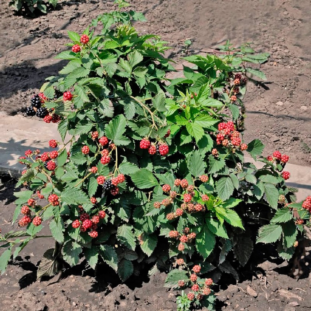 Ежевика Дима карликовая 1шт