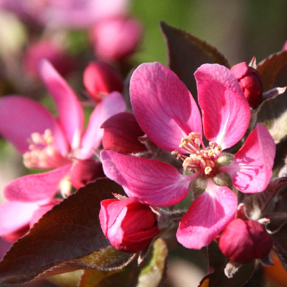 Яблоня Байя Мариса красномякотная (подвой 54-118 полукарликовый) (в сетке) 1шт