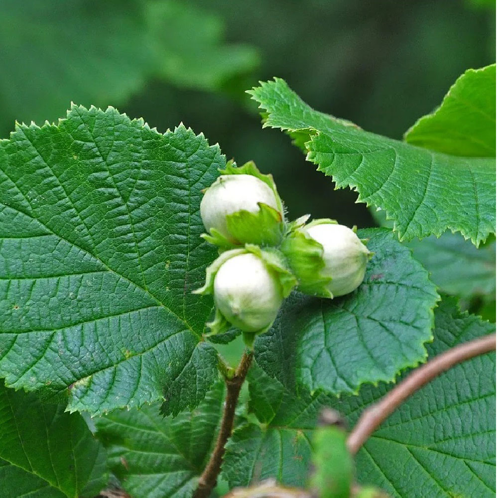 Фундук (лещина обыкновенная) 1шт