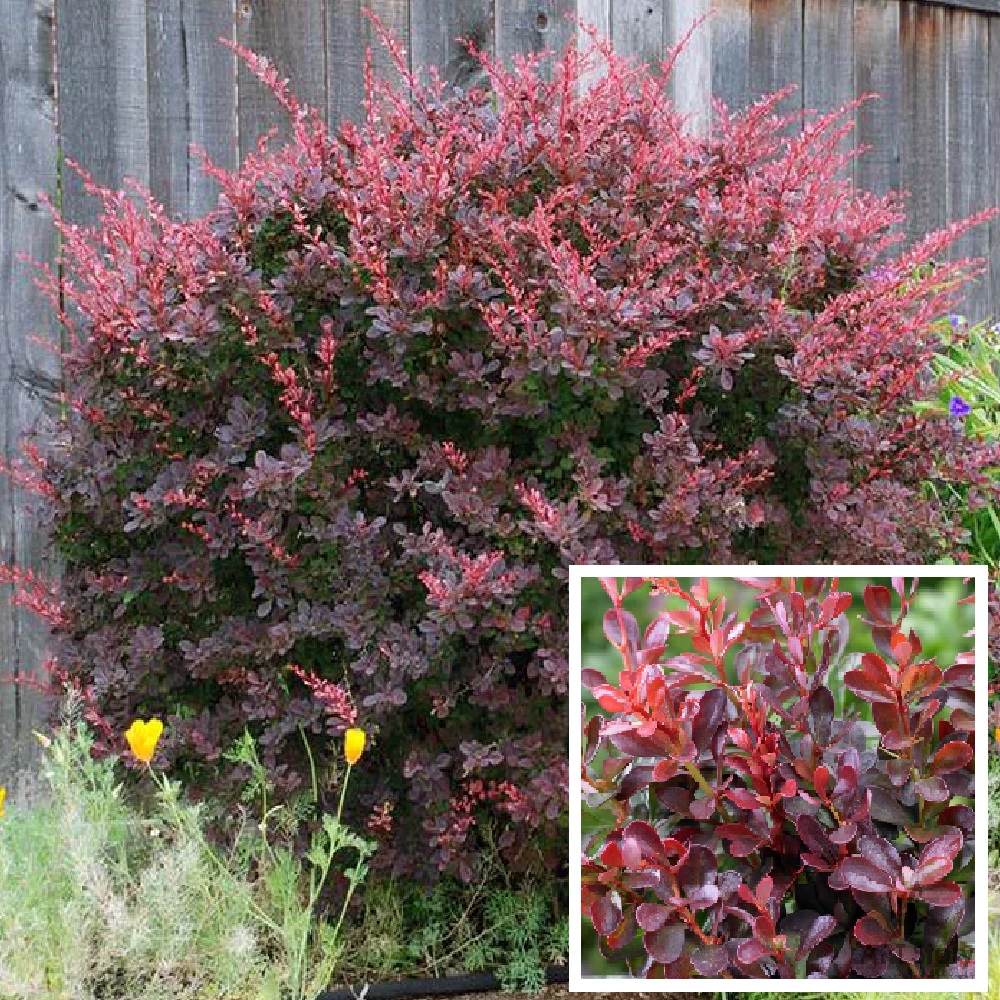 Барбарис тунберга Атропурпуреа С2-3 1шт  