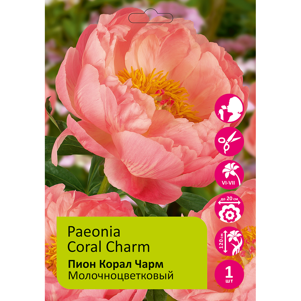 Пион молочноцветковый Корал Чарм 1шт 2/3/ Coral Charm(Shan hu mei li /Шань Ху Мэй Ли)