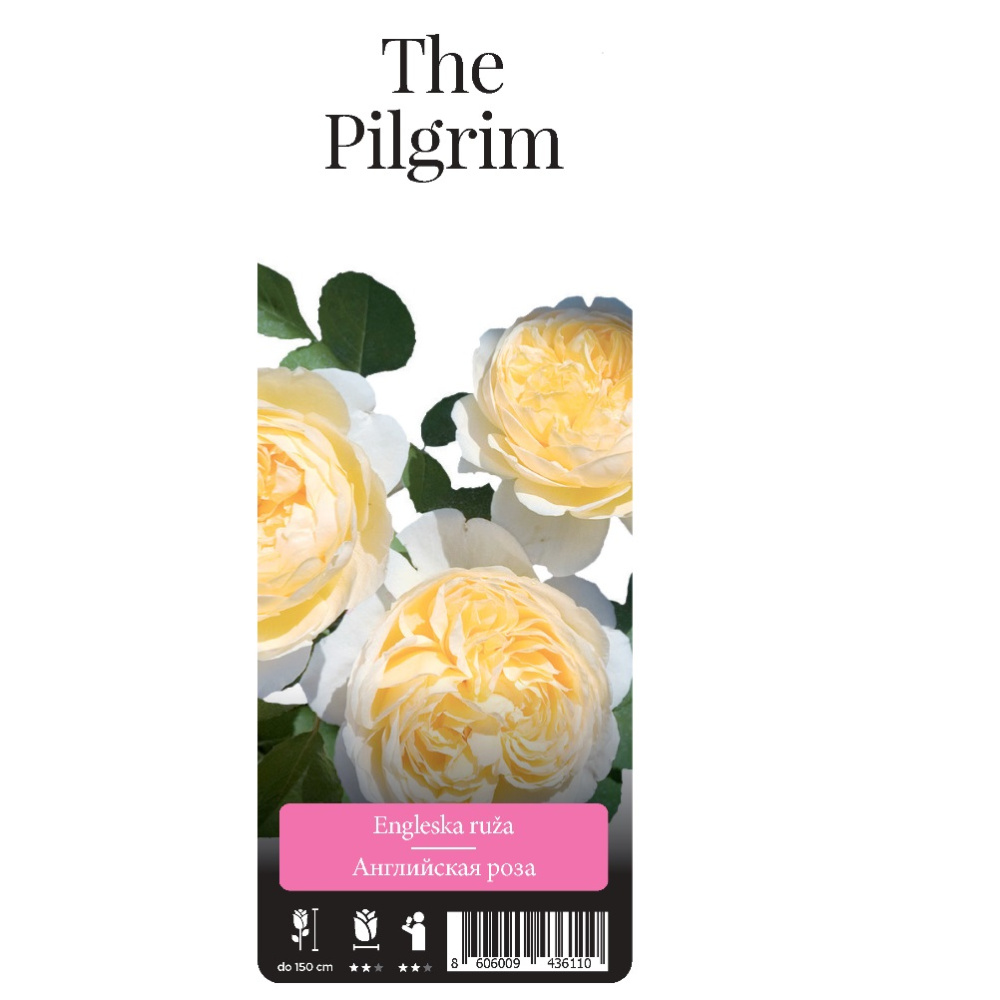 Роза Зе Пилигрим английская 1шт/ The Pilgrim /20