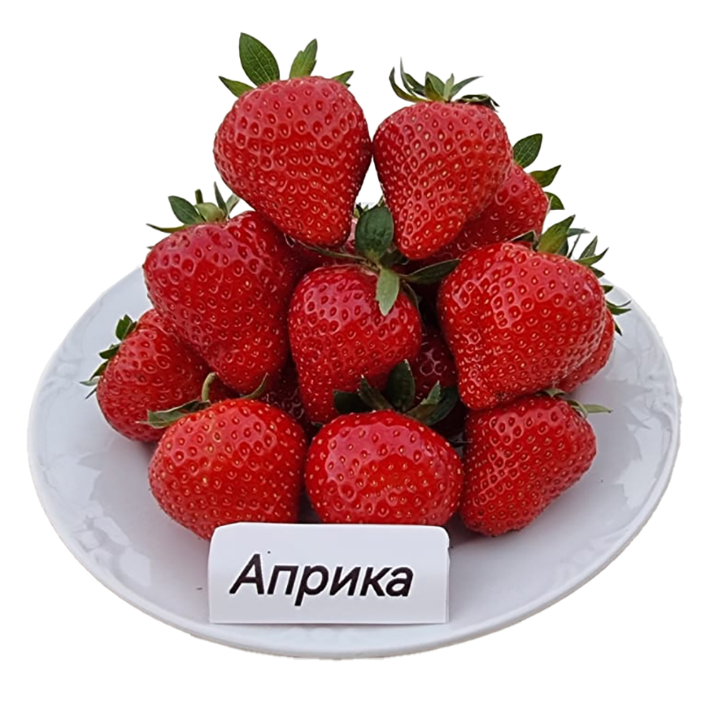 Земляника садовая Априка в горшке  0,2 л  1шт