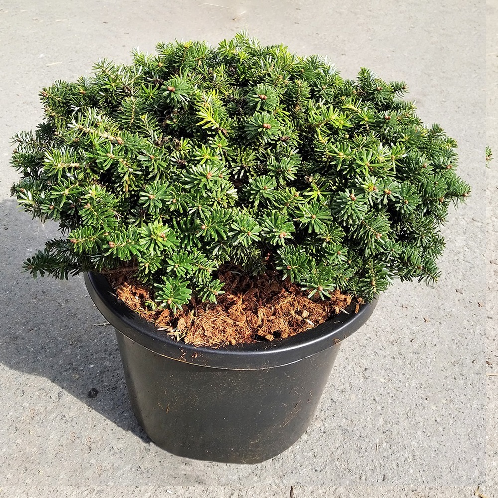 Пихта корейская Брилиант С12 (высота 30-35см) 1шт /Abies koreana Brilliant