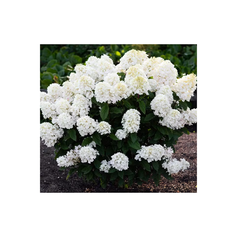 Гортензия метельчатая Скайфолл Френне С16 1шт/Hydrangea paniculata SKYFALL Frenne