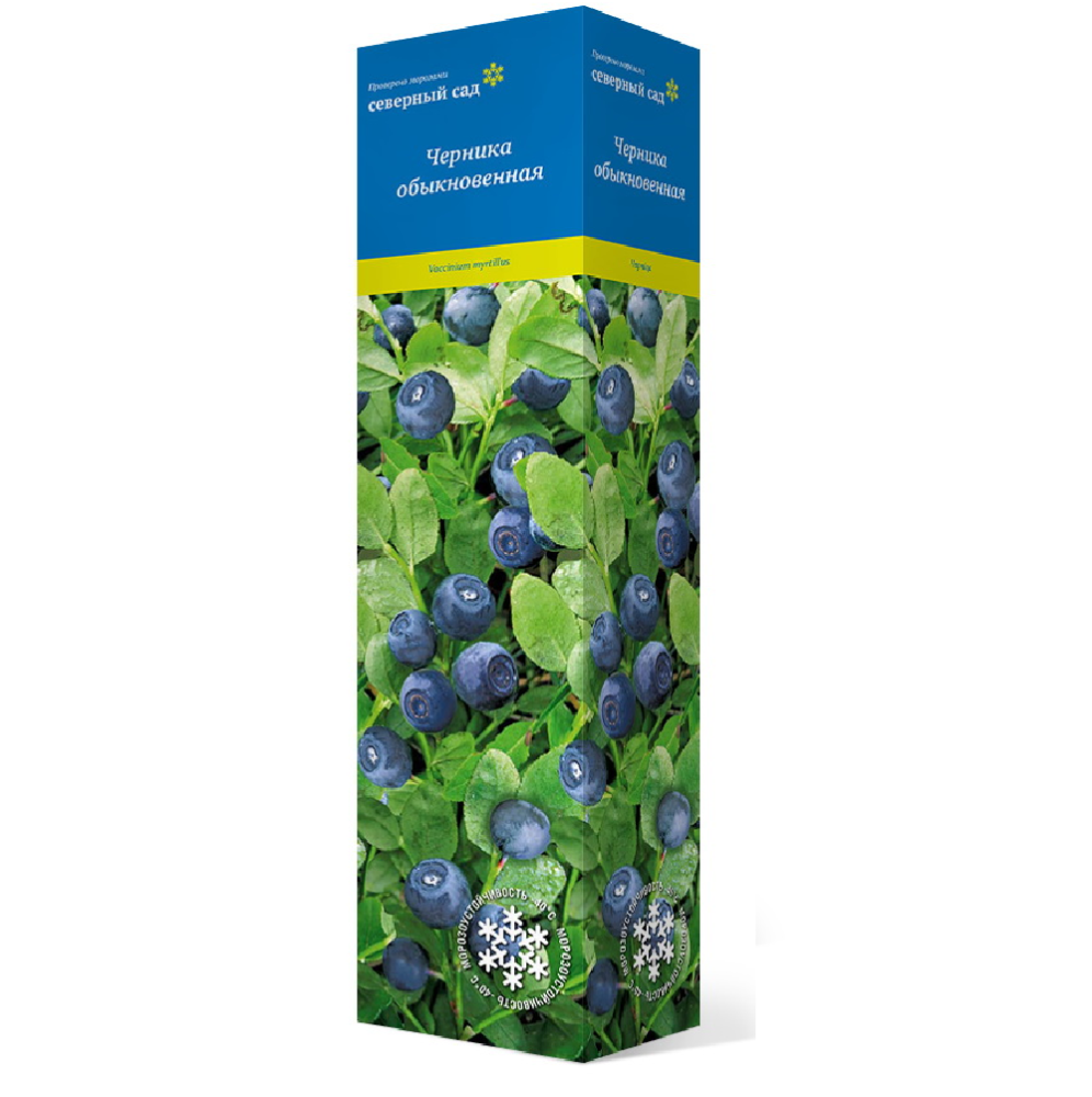 Черника обыкновенная 1шт