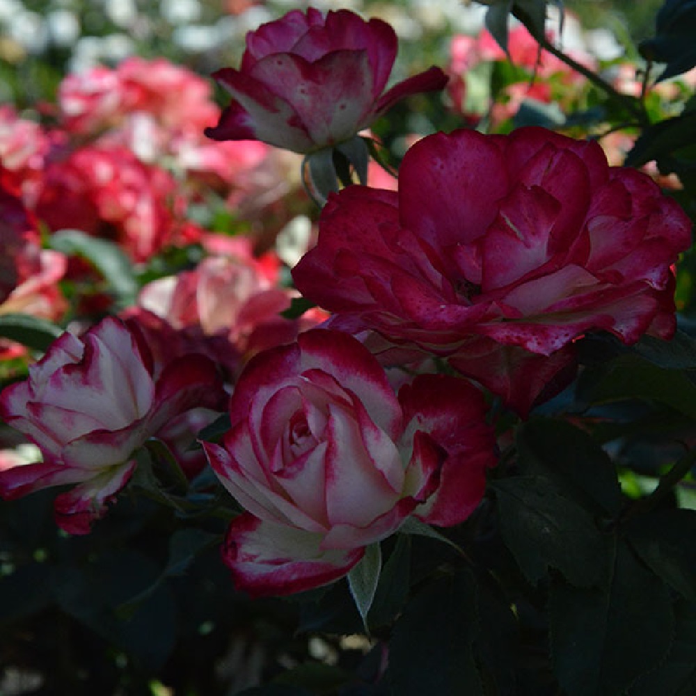 Роза Дабл Делайт чайно-гибридная 1шт/ Double Delight  /20