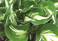 медиовариегата