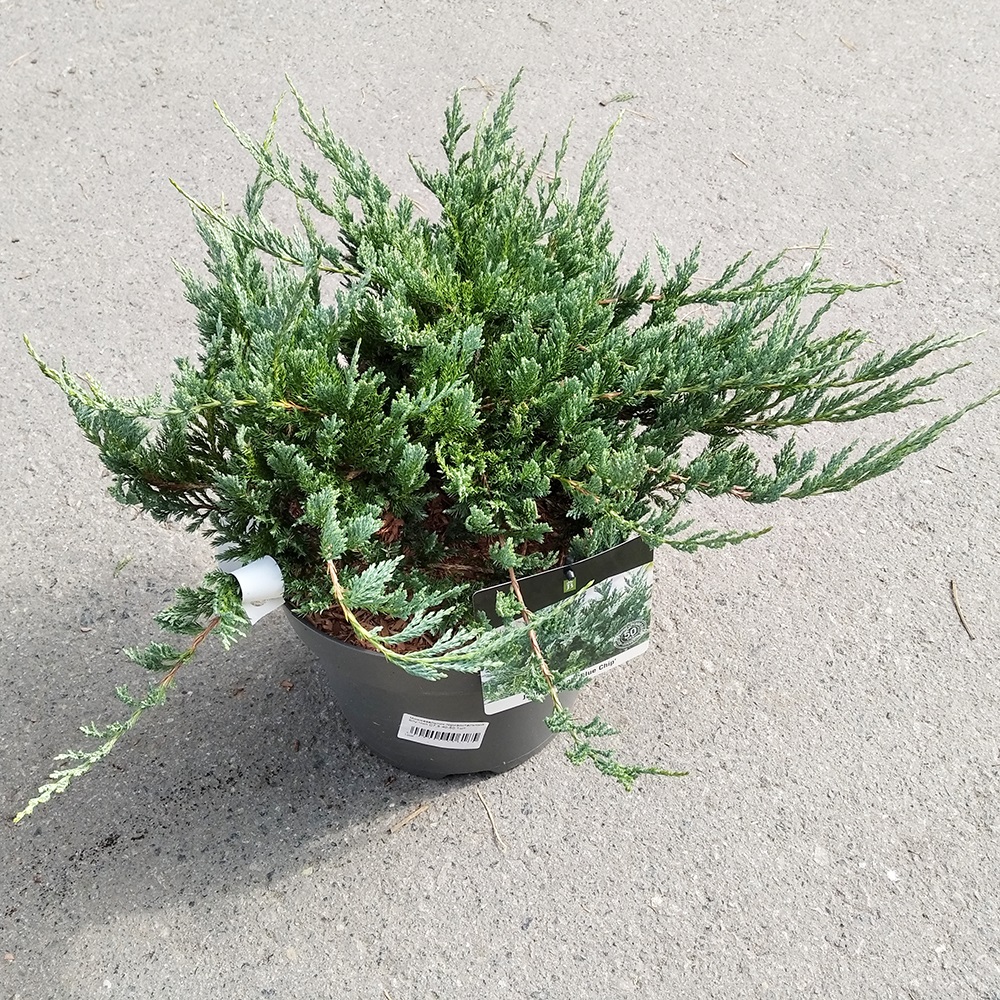 Можжевельник горизонтальный Блу Чип в горшке 7,5л (высота 40-50см) 1шт/ Juniperus horizontalis Blue Chip