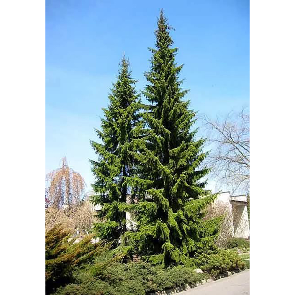 Ель сербская  С12(100-120см) 1шт/Picea omorika