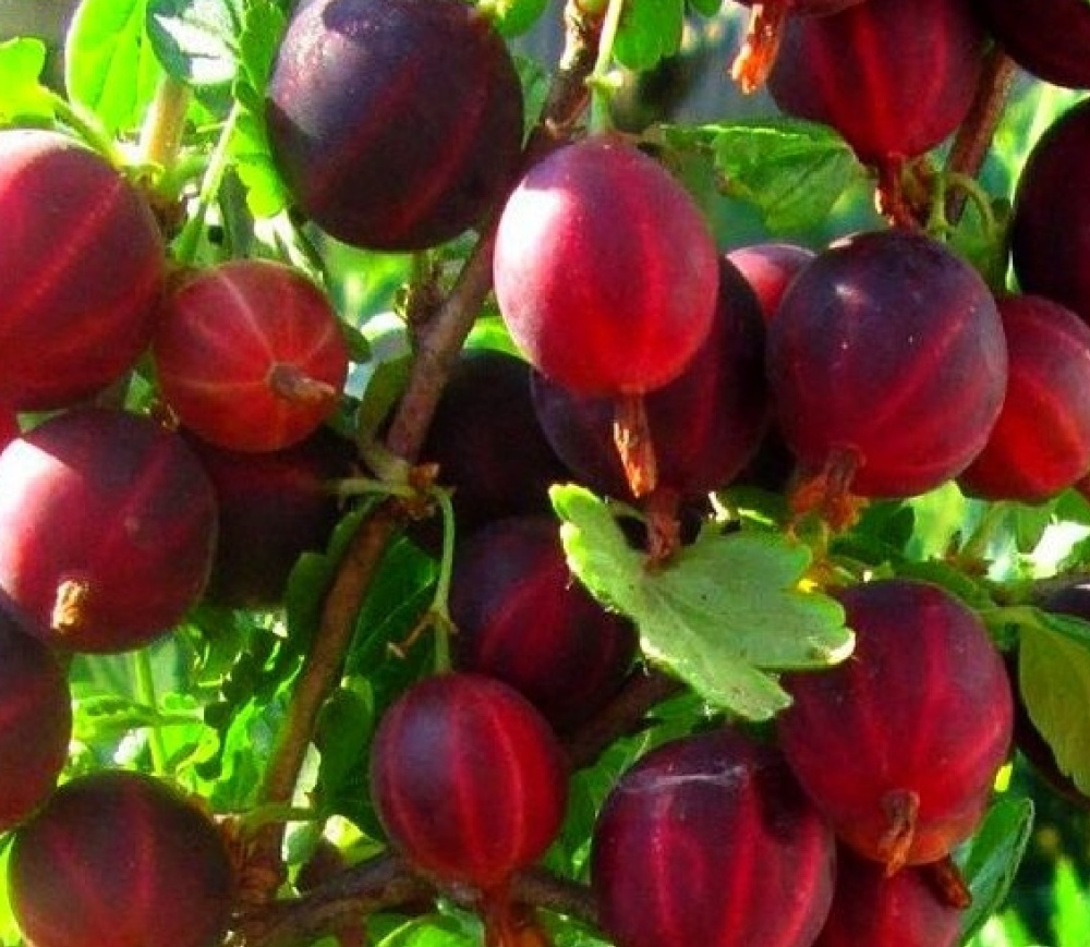 Крыжовник Консул С3, 020-040 1шт