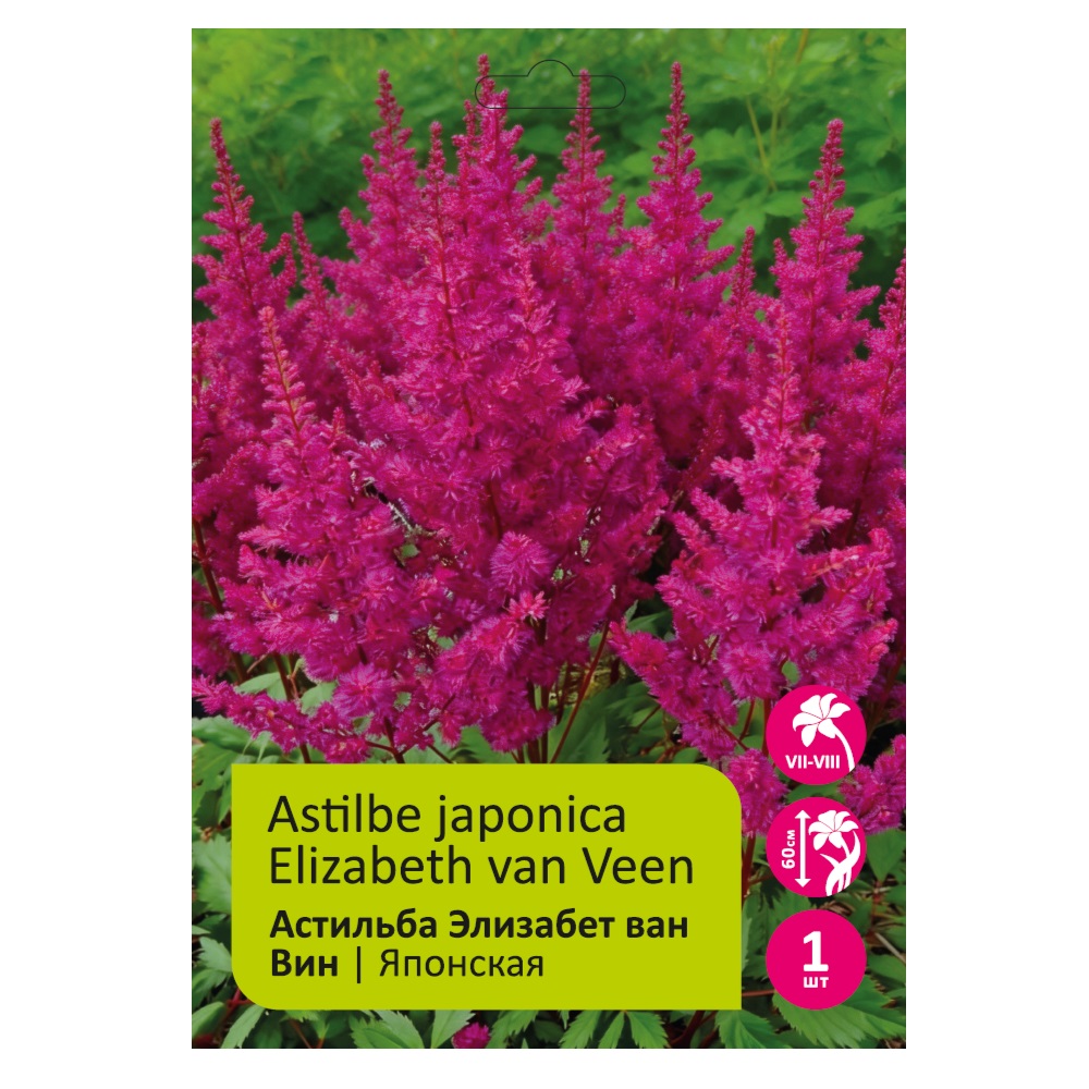 Астильба Элизабет ван Вин 1шт 2/3 /Astilbe arendsii Elizabeth van Veen