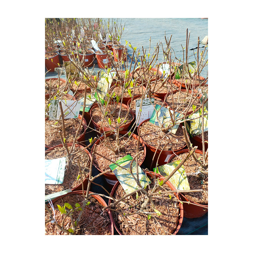 Гортензия метельчатая Фантом С5 1шт/Hydrangea paniculata Phantom