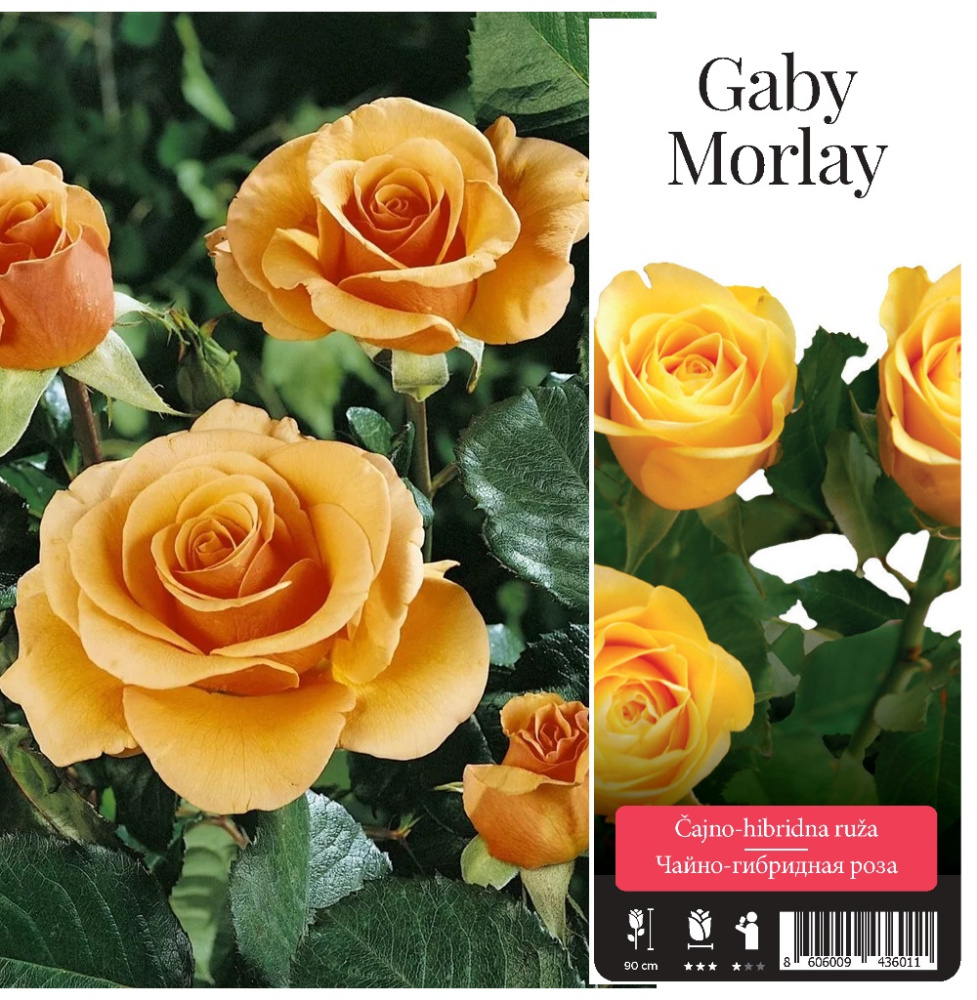 Роза Гэби Морли чайно-гибридная 1шт/Gaby Morlay /20