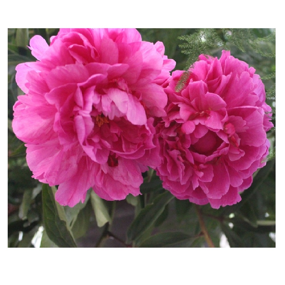 Пион молочноцветковый Александр Флеминг 1шт 2/3 / Alexander Fleming (Fuo lai ming /Фуо Лай Минг)