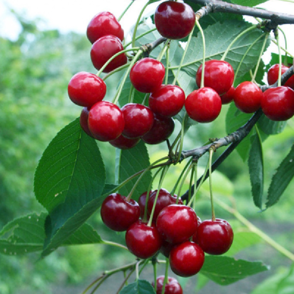 Вишня Молодежная (подвой вишня Магалебская) (в сетке)