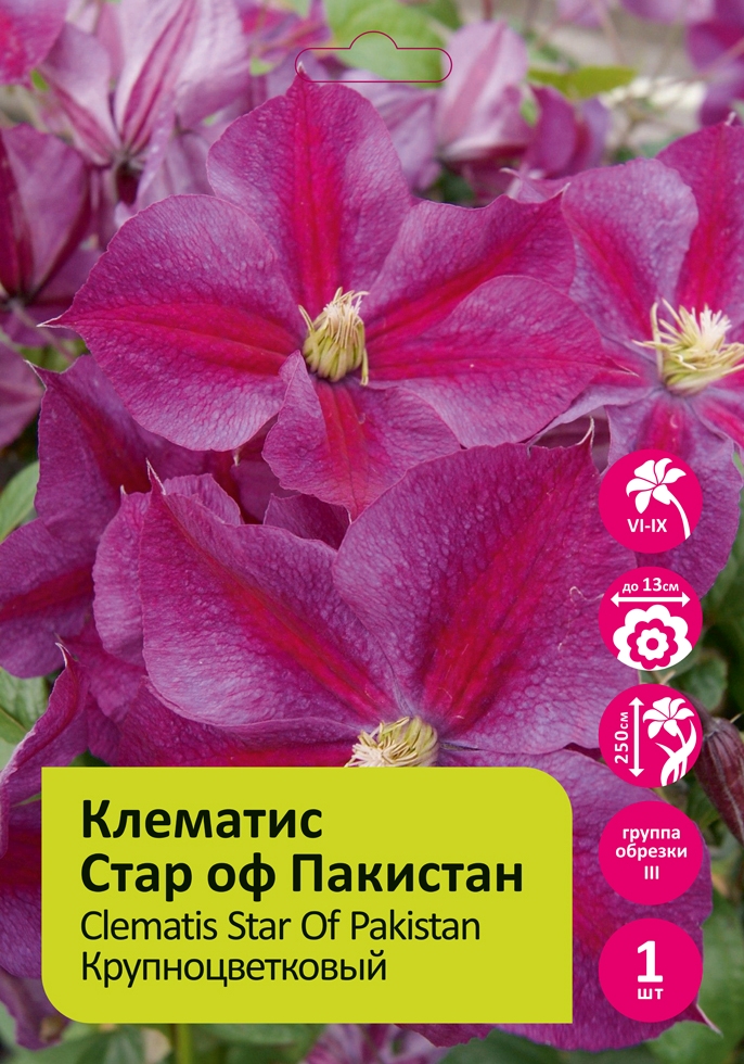Клематис Стар оф Пакистан  1шт  гр.обрезки 3