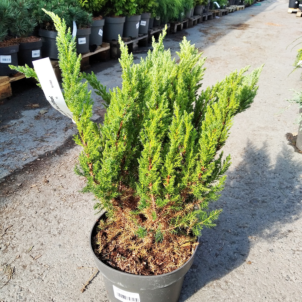 Можжевельник средний Блу Чиффон С5 (высота 25-30см) 1шт/Juniperus pfitzeriana Blue Chiffon