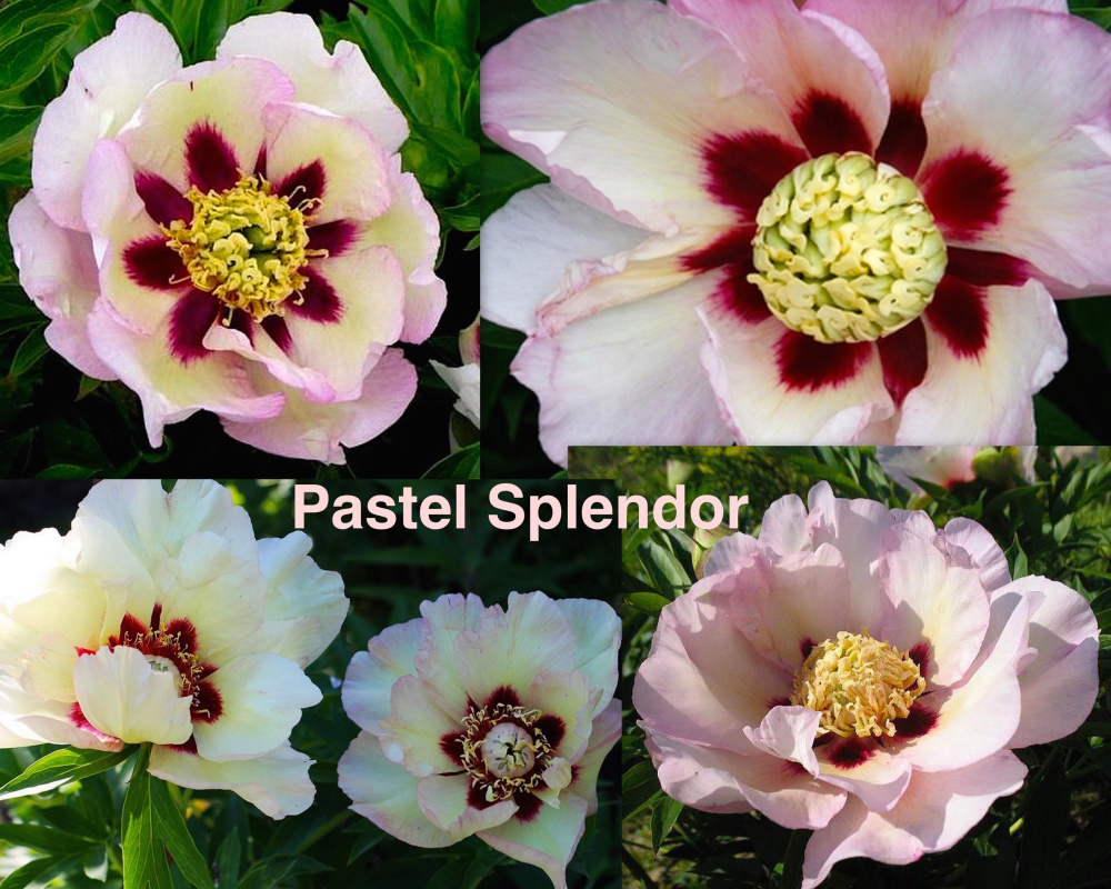 Пион Пастел Сплендор ИТО-гибрид 1шт /Paeonia Itoh Pastel Splendor