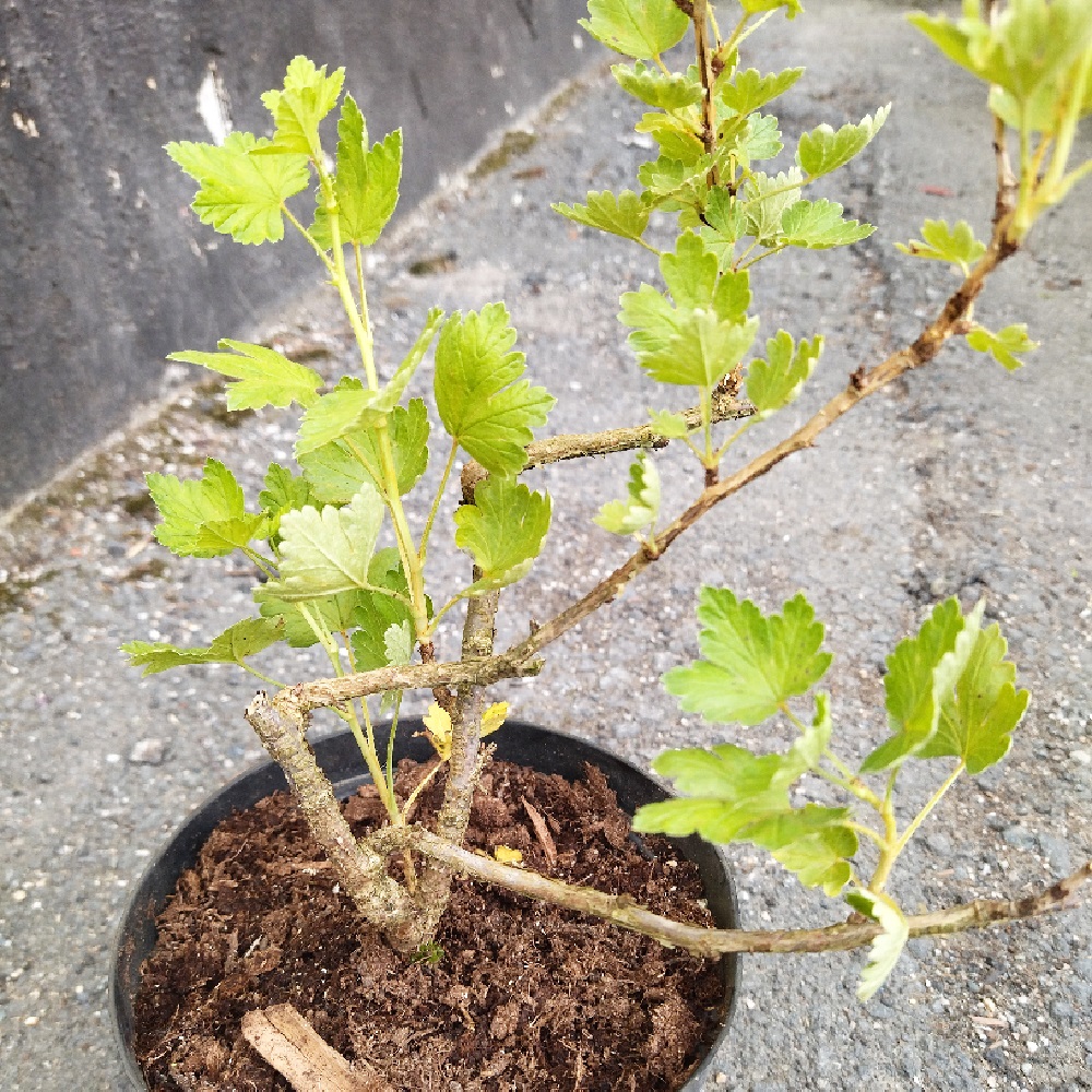 Крыжовник Колобок в горшке 2л 1шт 