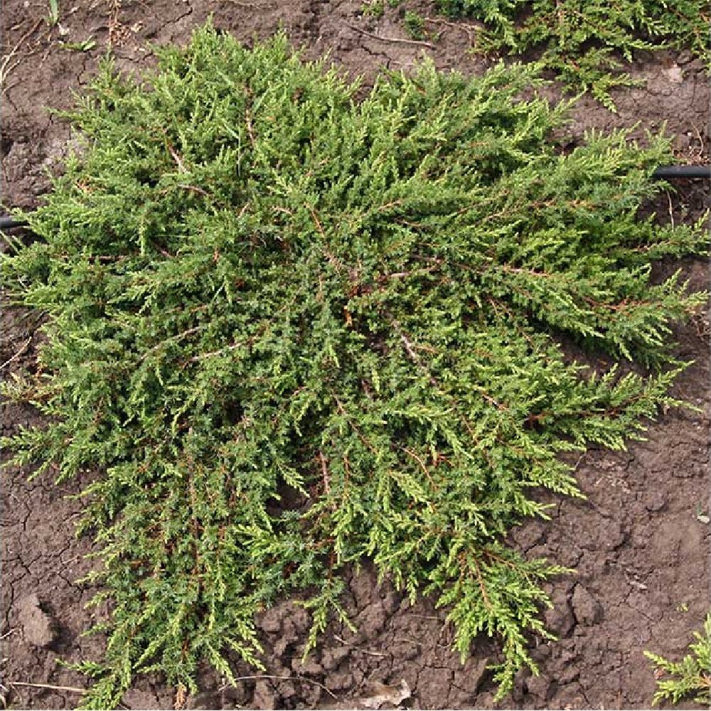 Можжевельник обыкновенный Репанда H 20-40 см в горшке 5 л  1 шт