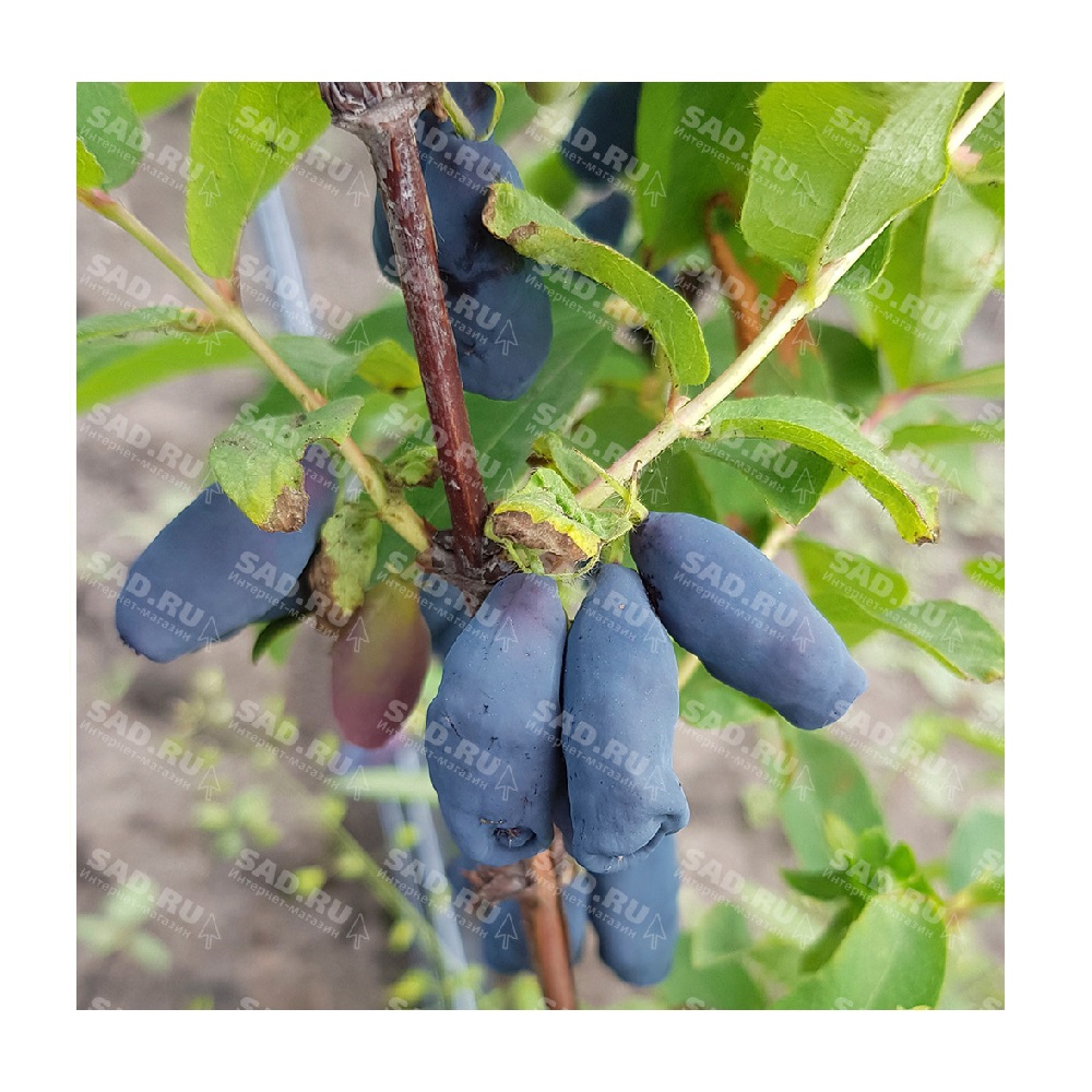 Жимолость съедобная Владыка (саженец 2-4 ветки) 1шт/1
