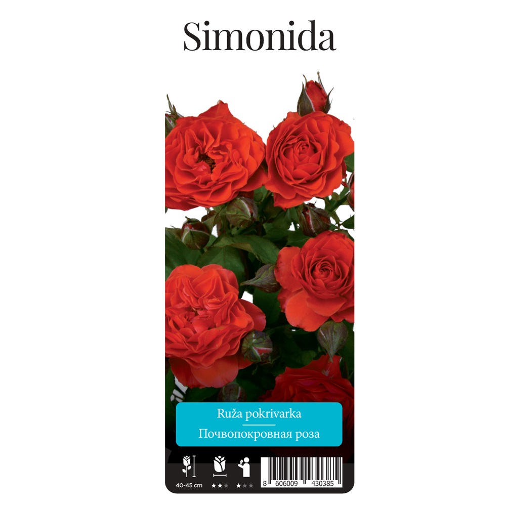 Роза Симонида почвопокровная 1шт/Simonida  /20