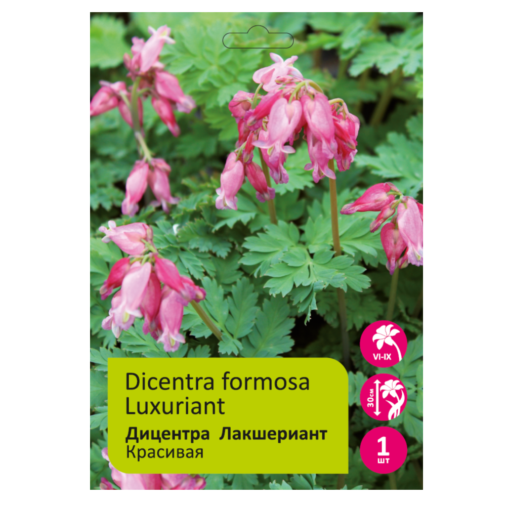 Дицентра Лакшериант красивая 1шт /Dicentra Formosa Luxuriant
