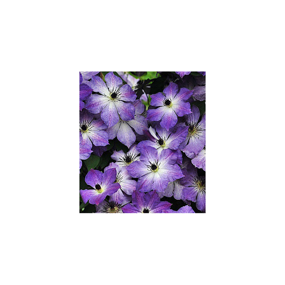 Клематис Клаудбёрст гр. обр.3 P9 1шт /Clematis Cloudburst