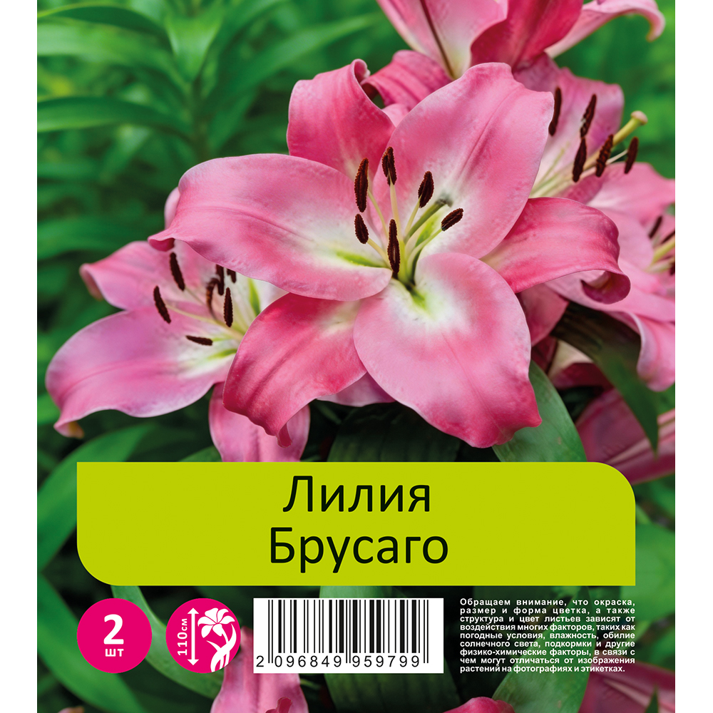 Лилия Брусаго 2шт 20/22 ОТ-гибрид /Lilium Brusago