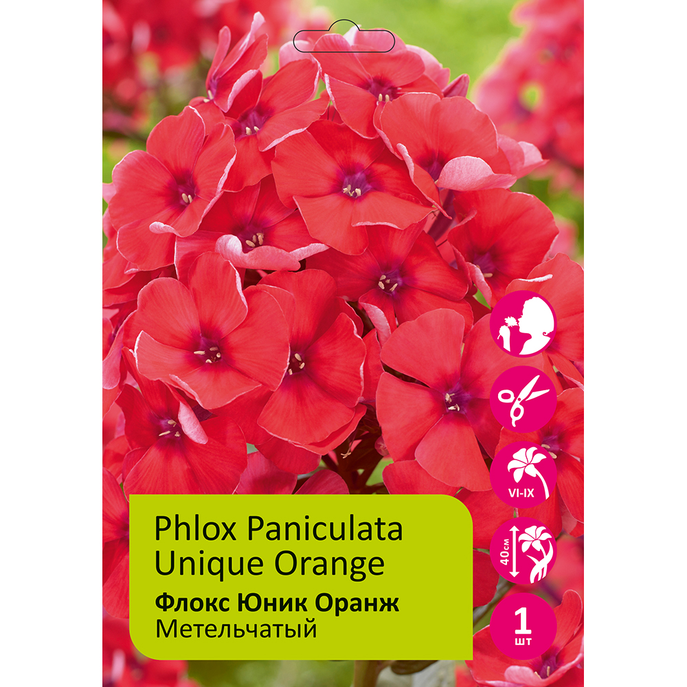 Флокс Юник Оранж 1шт метельчатый /Phlox paniculata Unique Orange