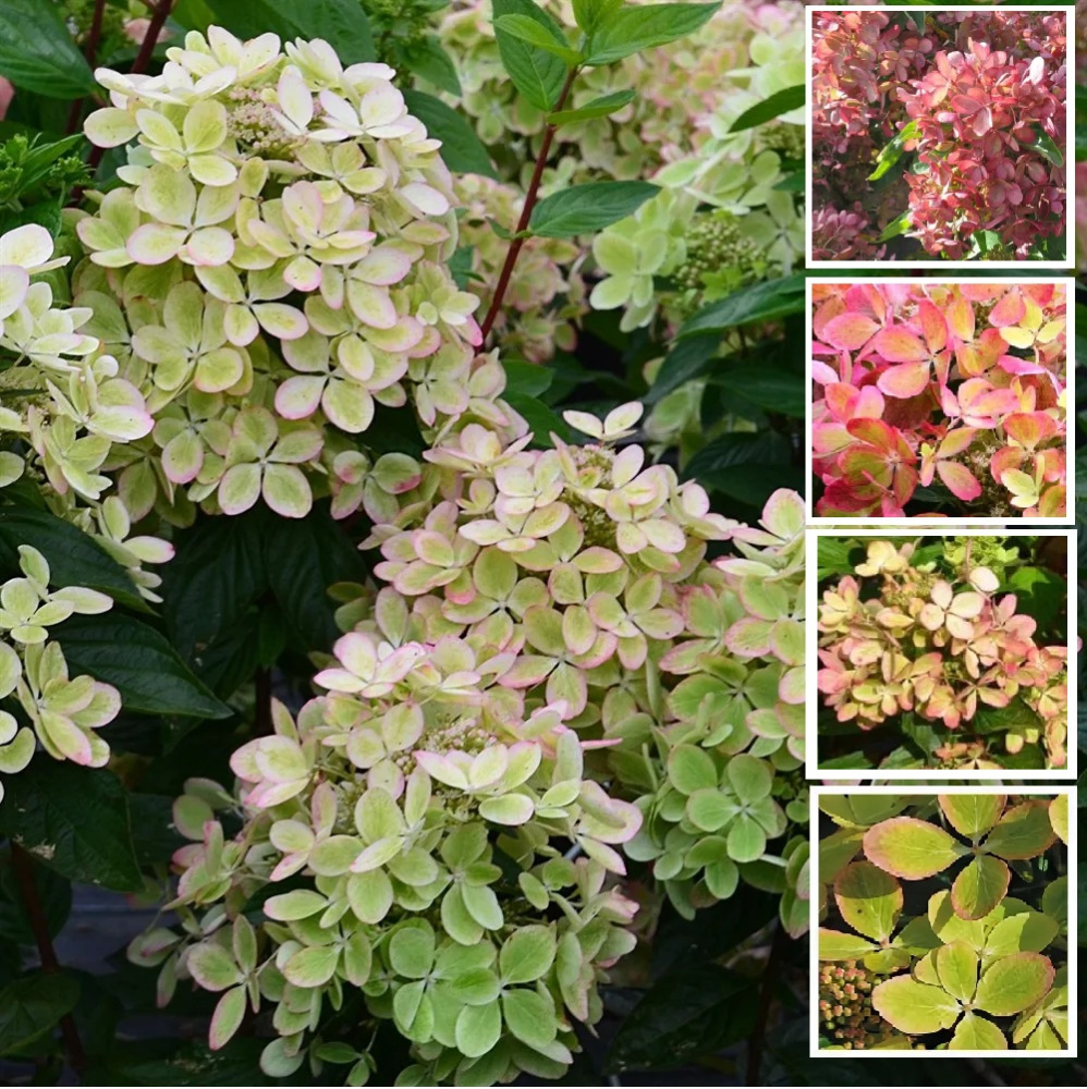 Гортензия метельчатая Пастель Грин С3 1шт/Hydrangea paniculata PASTELGREEN
