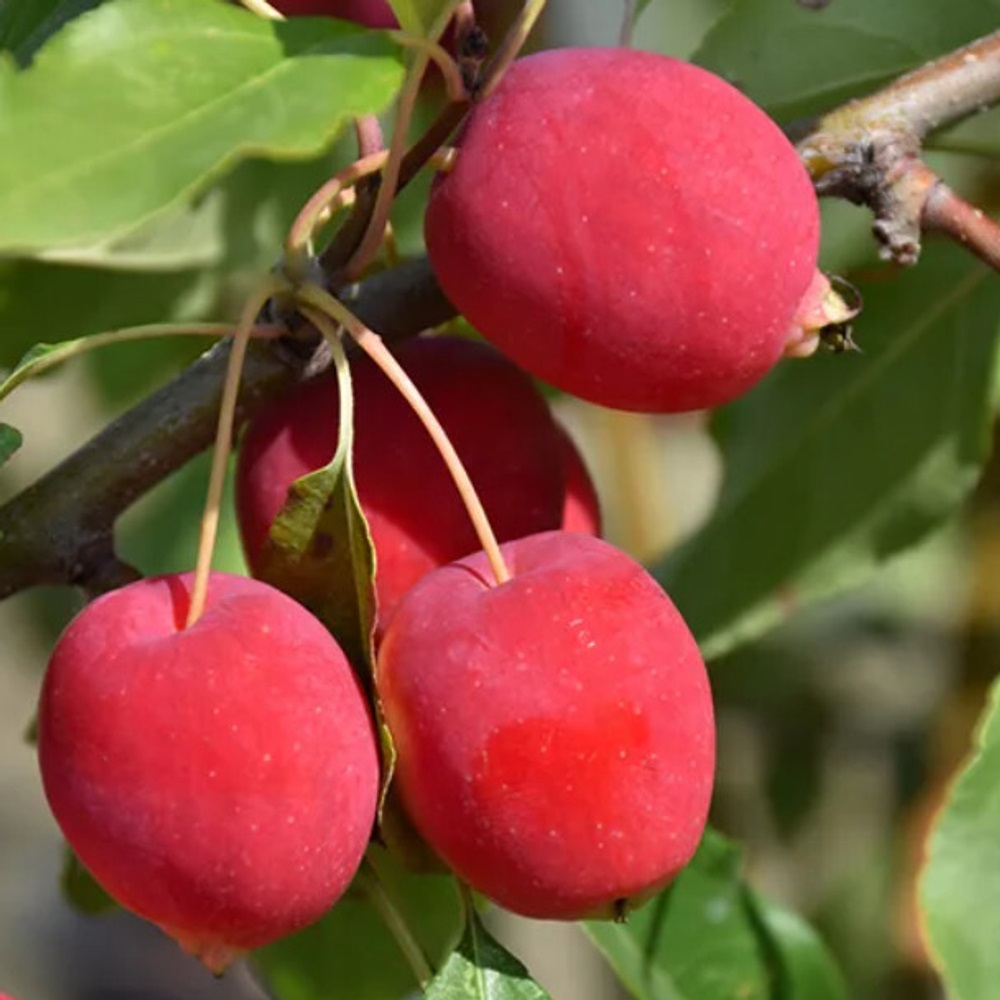 Яблоня Китайка Долго 1шт