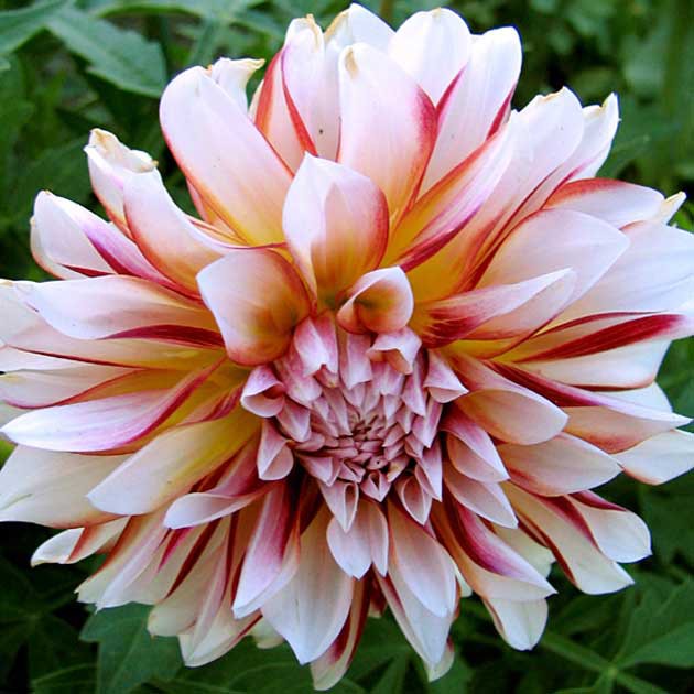 Георгина Карибиан Фэнтези 1шт/Dahlia Caribbean Fantasy