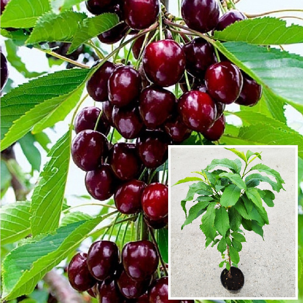 Черешня Ипуть в горшке 2л/  1шт 