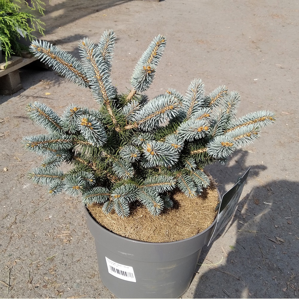 Ель колючая Глаука Глобоса  в горшке 7,5л (высота растения 30-40см) 1шт / Picea pungens Gauca Globosa 