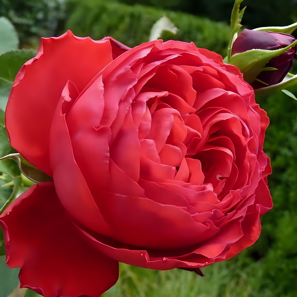 Роза Травиата чайно-гибридная 1шт /12