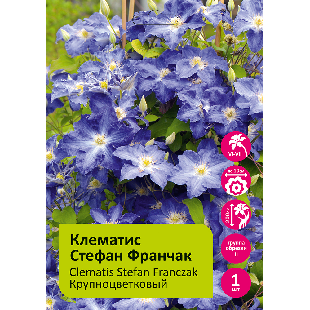 Клематис Стефан Франчак 1шт гр.обрезки 2 /Clematis Stefan Franczak