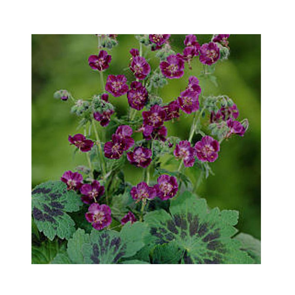 Герань красно-бурая Розеум Р9 1шт/Geranium phaeum Roseum