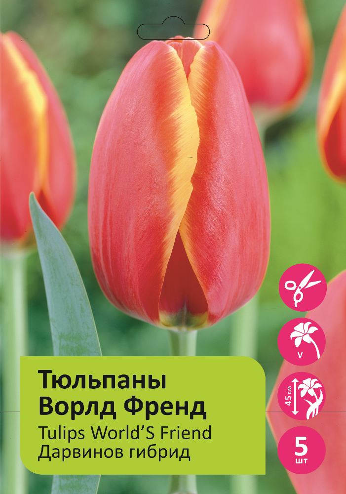 Тюльпаны Ворлд Френд 5шт 12/+/Tulip World'S Friend