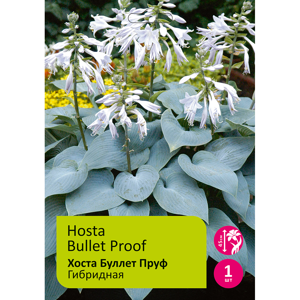 Хоста Буллет Пруф 1шт/Hosta Bullet Proof