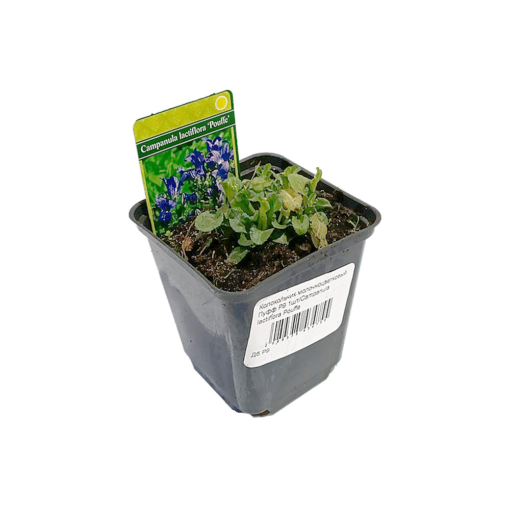 Колокольчик молочноцветковый Пуфф Р9 1шт/Campanula lactiflora Pouffe
