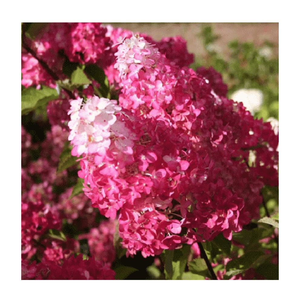 Гортензия метельчатая Самарская Лидия 1шт