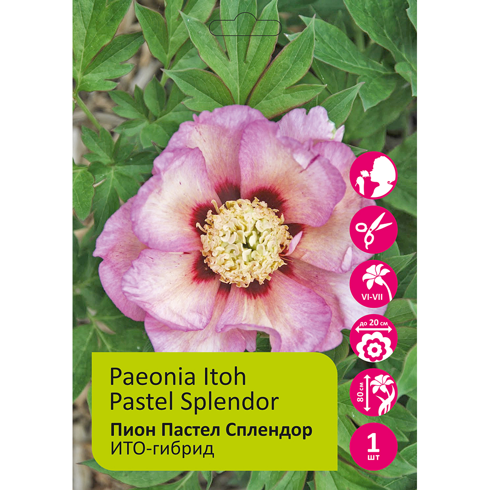 Пион Пастел Сплендор ИТО-гибрид 1шт /Paeonia Itoh Pastel Splendor