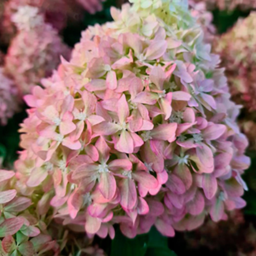 Гортензия метельчатая Пиксио С11  1шт/Hydrangea panic. PIXIO