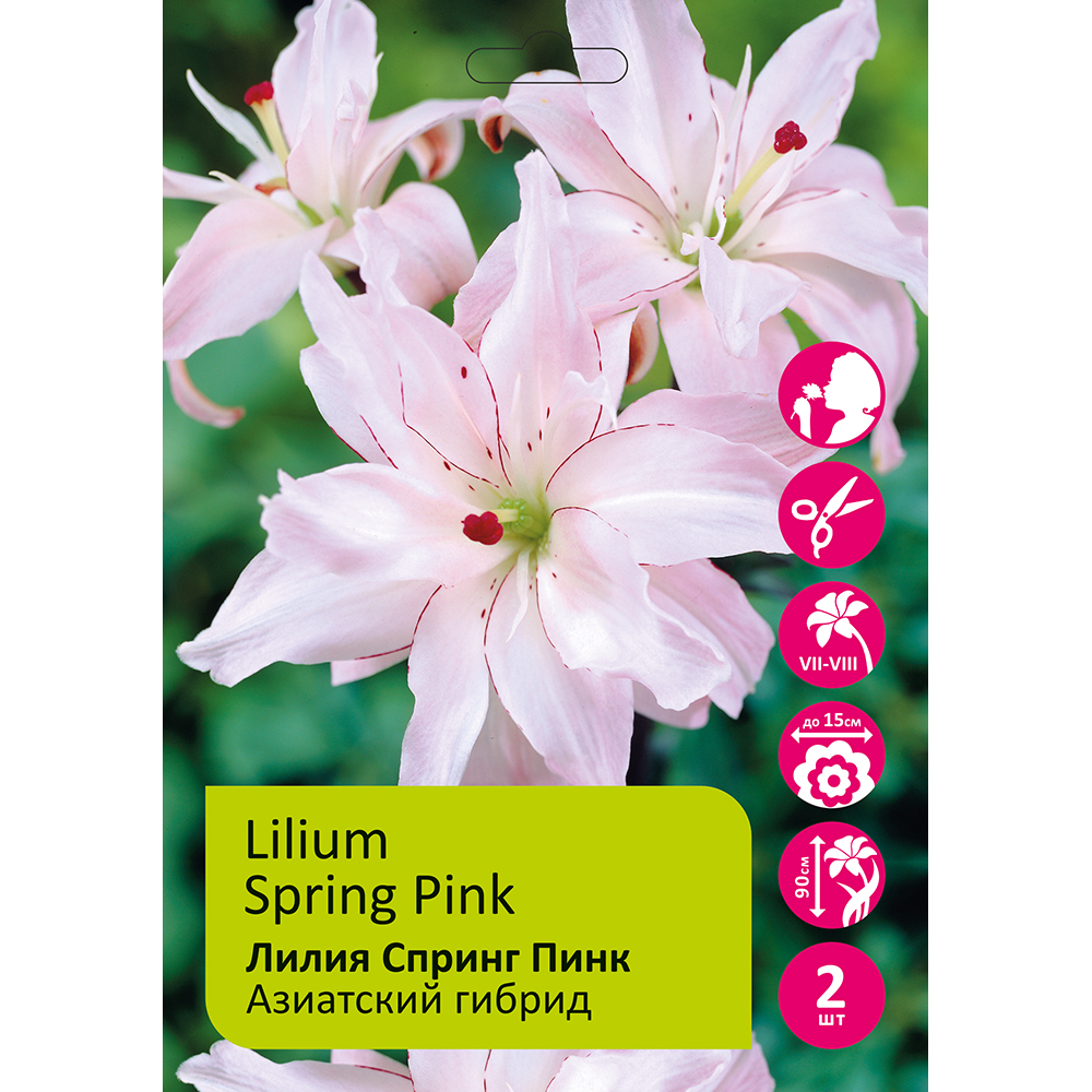 Лилия Спринг Пинк 2шт Азиатский гибрид 14/16 / Lilium Spring Pink