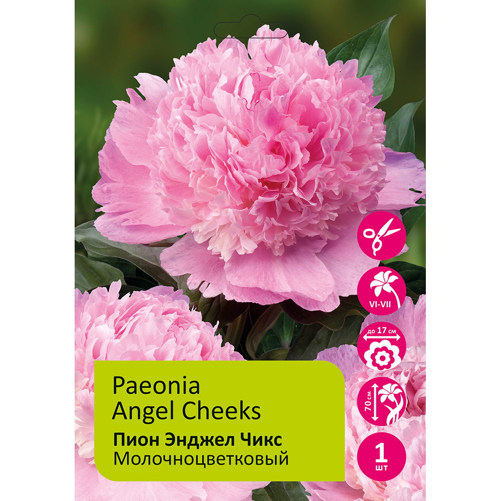 Пион молочноцветковый Энджел Чикс 1шт2/3 / Angel Cheeks (Tian shi lian pang/Тянь Ши Лянь Панг)